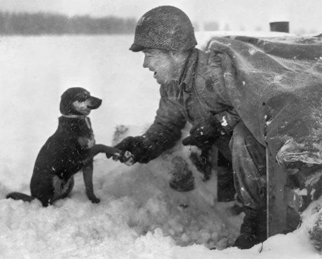 dog in field.jpg
