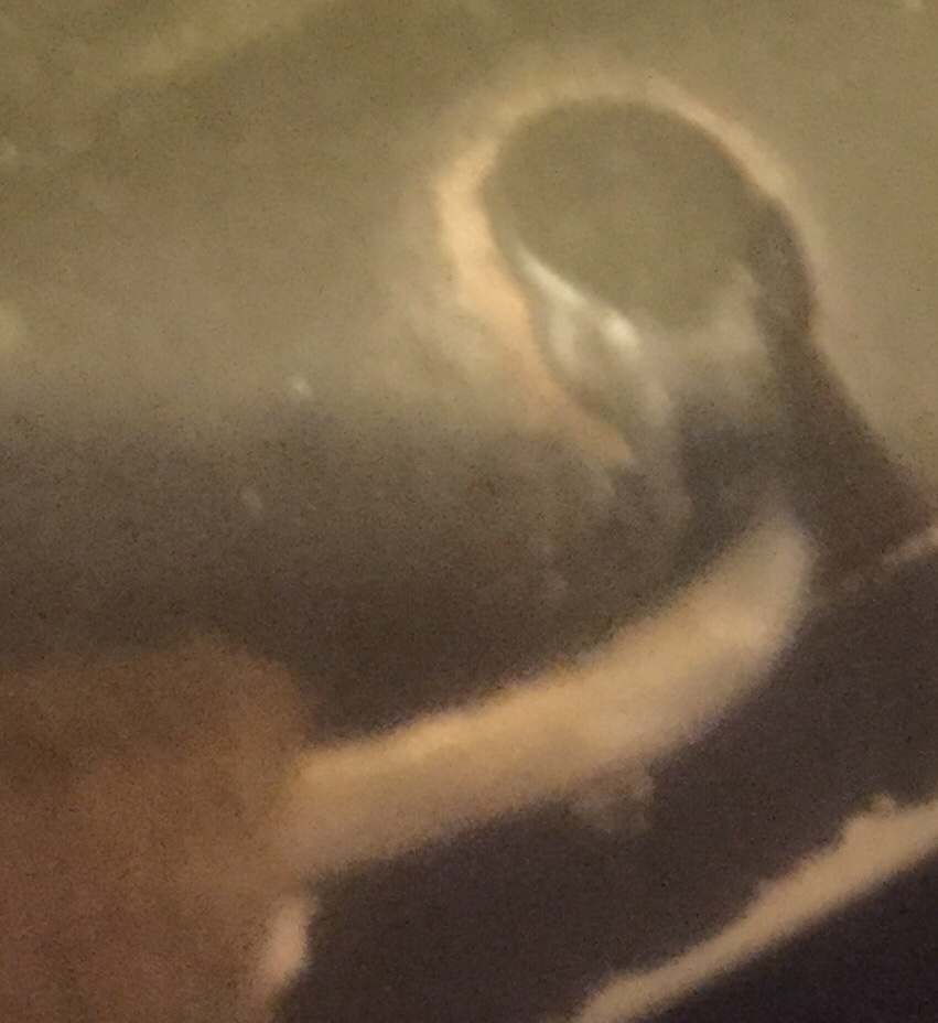 post-171715-0-50383400-1533988150_thumb.jpeg