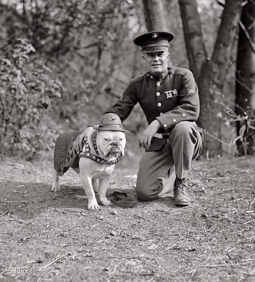 Marine corps dog dress blues sale