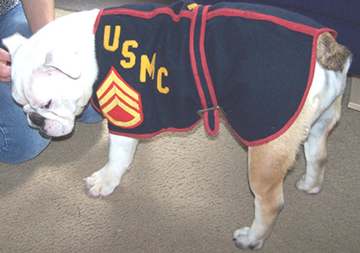 USMC Bulldog's Dress Uniform - UNIFORMS - U.S. Militaria Forum