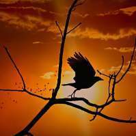 Crow929