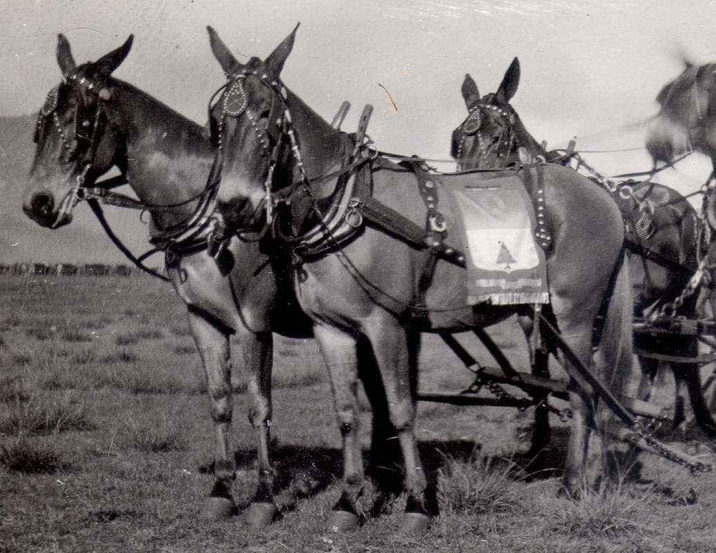 21stInfantrywagon009a.jpg.40c15bfaccbaed23b008b3c5173f09ce.jpg