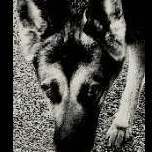 K9scout