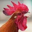 The Rooster