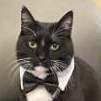 SocksTheCat